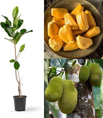 Gumless Jackfruit Plants — Jackfruit sapling available at Agro Nursery Garden